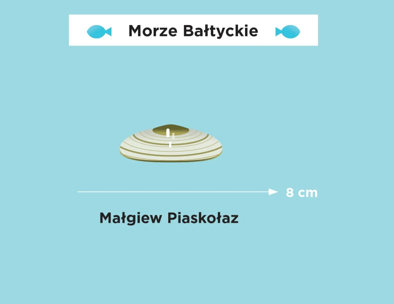 Jakim morzem jest Bałtyk? Odkryj jego tajemnice i cechy Jakim morzem jest Bałtyk? Odkryj jego tajemnice i cechy