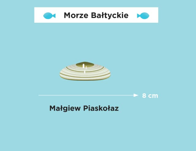 Jakim morzem jest Bałtyk? Odkryj jego tajemnice i cechy Jakim morzem jest Bałtyk? Odkryj jego tajemnice i cechy