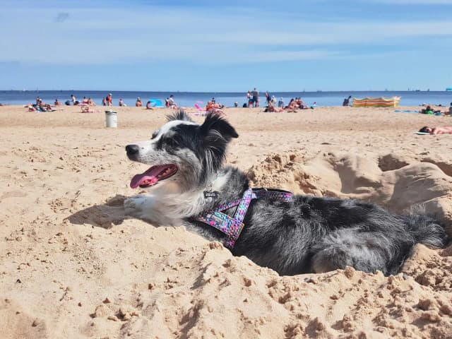 Gdzie nad morze z psem? Odkryj najlepsze plaże i porady dla właścicieli Gdzie nad morze z psem? Odkryj najlepsze plaże i porady dla właścicieli